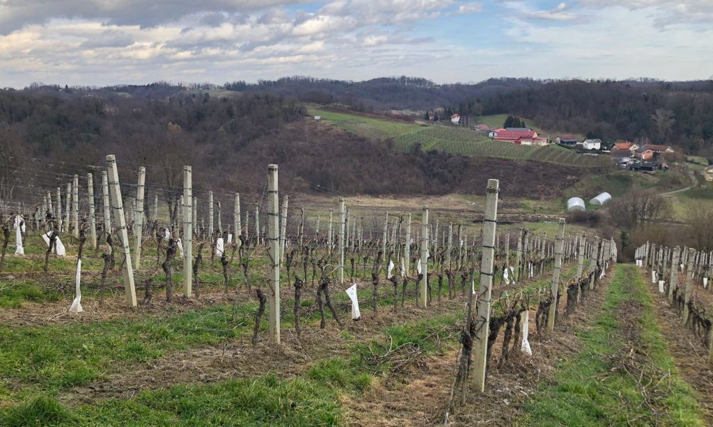 Recently pruned vineyards at Vina Kos, in Prigorje