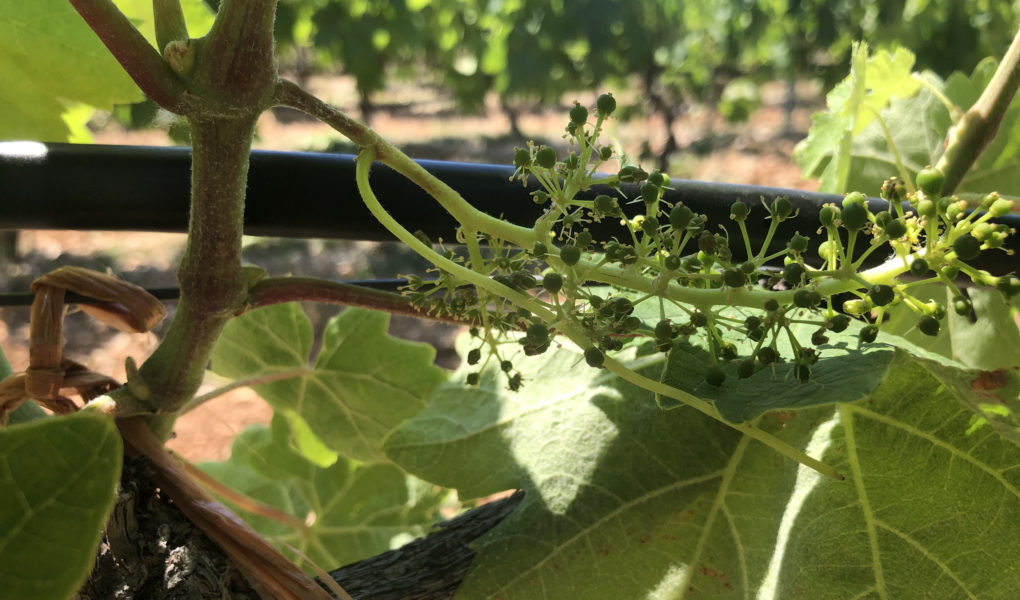 Grapes after flowering