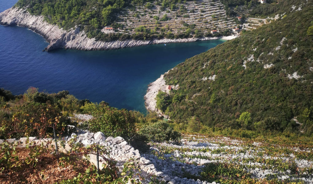 Krajančić vineyards, Korčula