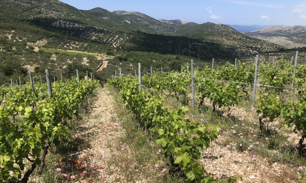 Matošin winery vineyards, Dalmatia, Croatia